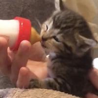 Verwaiste Kitten werden mit Hand aufgezogen