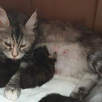 Mutter und Kitten bleiben solange zusammen, bis die Kitten alt genug sind, um vermittelt zu werden.